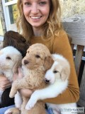 Doubledoodle puppies