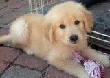 Purebred Golden Retriever Puppies