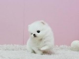 Adorable Pedigree Pomeranian Puppies Ready