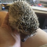 lovely  HEDGEHOG for adoption