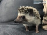 HEDGEHOG  for Free