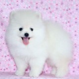 Adorable Pedigree Pomeranian Puppies