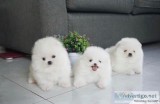 Pomeranian Puppies available