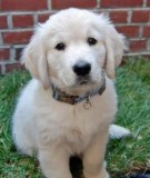 Beautiful Golden Retriever Puppies