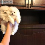 Teacup Pomeranian Puppies for Rehoming