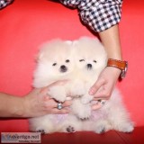 Adorable Pedigree Pomeranian Puppies Ready