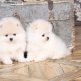 Amazing Micro Teacup Pomeranian puppy