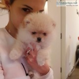 Affectionate Teacup Pomeranian Available