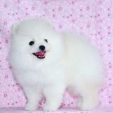 Two Awesome T-Cup Pomeranian Puppies