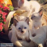 AppleHead Siamese Kittens