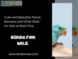 Best Birds for sale online At Affordable Price