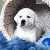 AKC English White Labradors