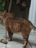 Bengal Female