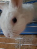 Lionhead mix rabbit needs a good home