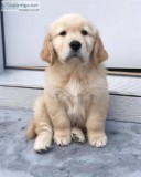 Cute AKC Golden Retriever Puppies For Re-homing