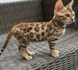 About 10 weeks Bengal kitten. re homing fee to ensure a good hom