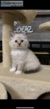 TICA Registered Ragdoll Kittens (CoastalRagdolls.com )