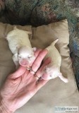 Maltese A.K.C. Purebred Puppies For Sale