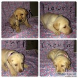 AKC Lab puppies