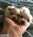 Maltese A.K.C. Purebred Puppies For Sale In NC