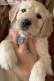 CHRISTMAS CKC Registered Labradoodle Puppies