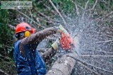 Tree Service Greensboro Pro