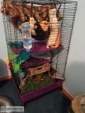 FERRET CAGE TREE TUNNEL