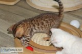 8 weeks old Adorable bengal snow leopard mix kittens