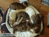 Beautiful Bengal kittens