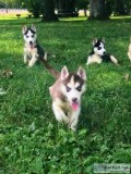 AKC registered Siberian huskies