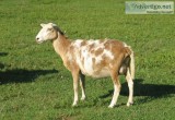 3 KATAHDIN LAMBS BORN IN FEBUARRY