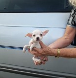 ActiveChihuahua Pups