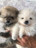 Pomeranian Puppy Whitecream Pedigree