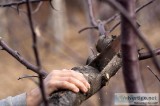 Tree Removal