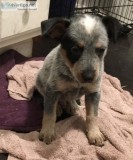 Blue heeler puppies