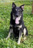 AKC German Shepherd Male BlackSilver