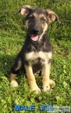 AKCUKC German Shepherd Male Puppies