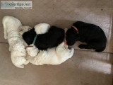 AKC standarad Poodle pups