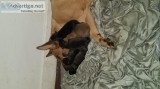 German Shepardlab puppies