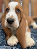 Ckc Basset Hound Puppies