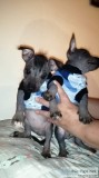 Vendo xoloitzcuintle