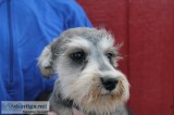 AKC Miniature Schnauzers