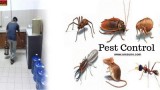 Pest Control Services