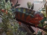 I have panther Chameleon babies for sale