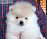 CKC Pomeranian. Temp Name BLITZEN.