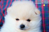 CKC Pomeranian. Temp Name FROSTY.