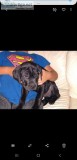 Cane Corso puppy purebred black male