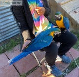 2-Blue and Gold Macaw Parrots