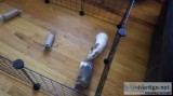 Guinea pigs 2 males with cage and accessories