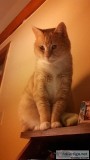 Lost orange tabby cat